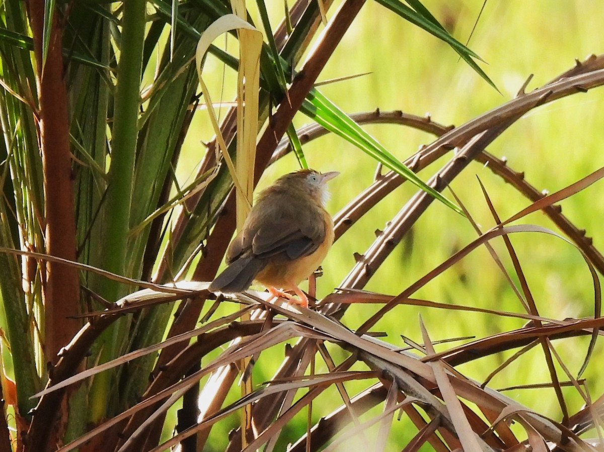 Tawny-bellied Babbler - ML640862059