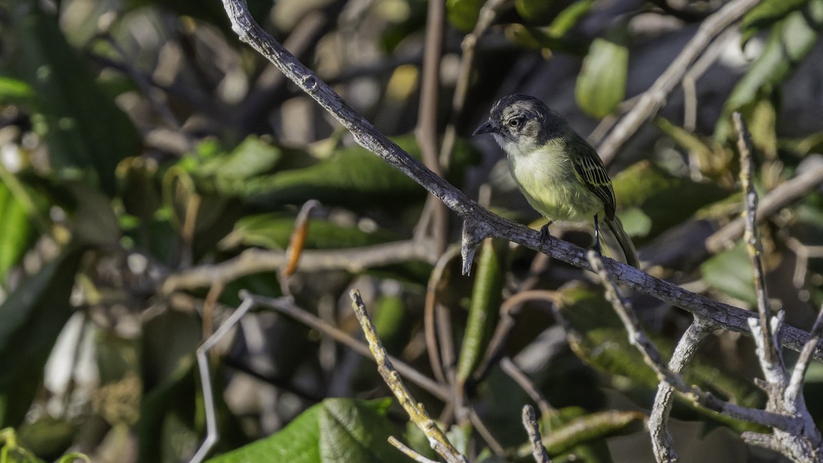 Guianan Tyrannulet - ML640862060