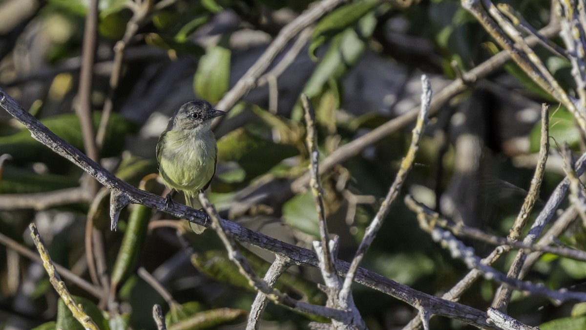 Guianan Tyrannulet - ML640862066