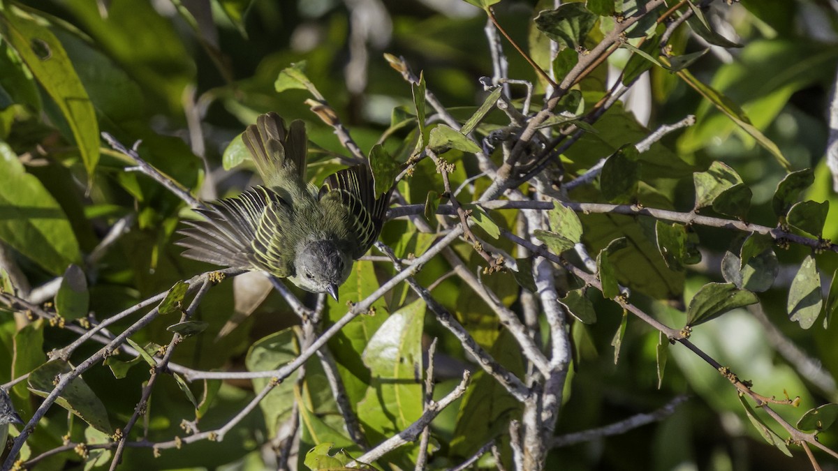 Guianan Tyrannulet - ML640862080