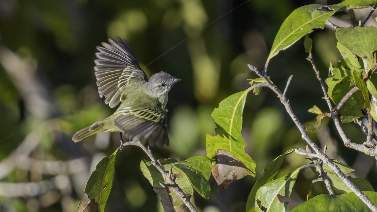 Guianan Tyrannulet - ML640862086