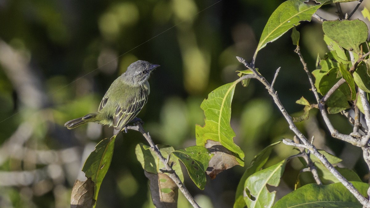 Guianan Tyrannulet - ML640862091