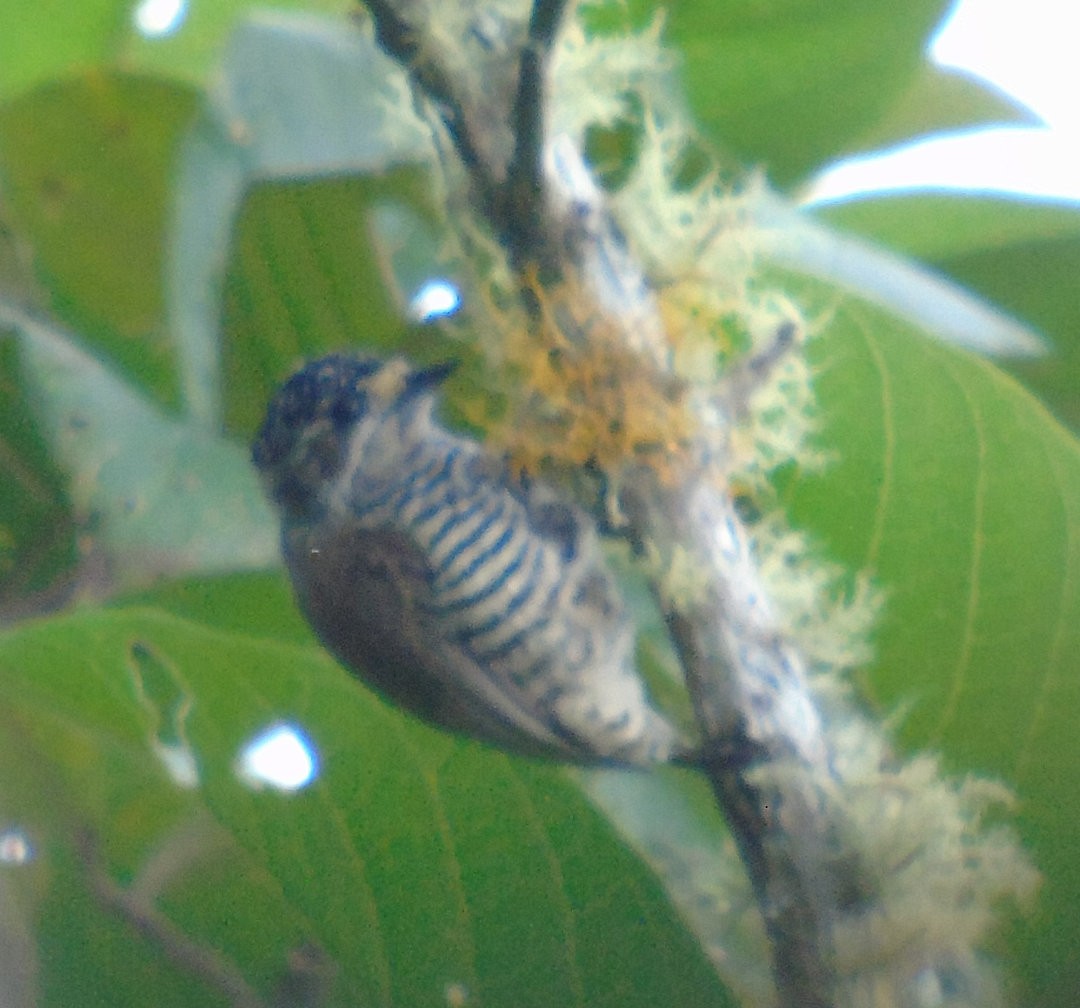 White-barred Piculet - ML640862101