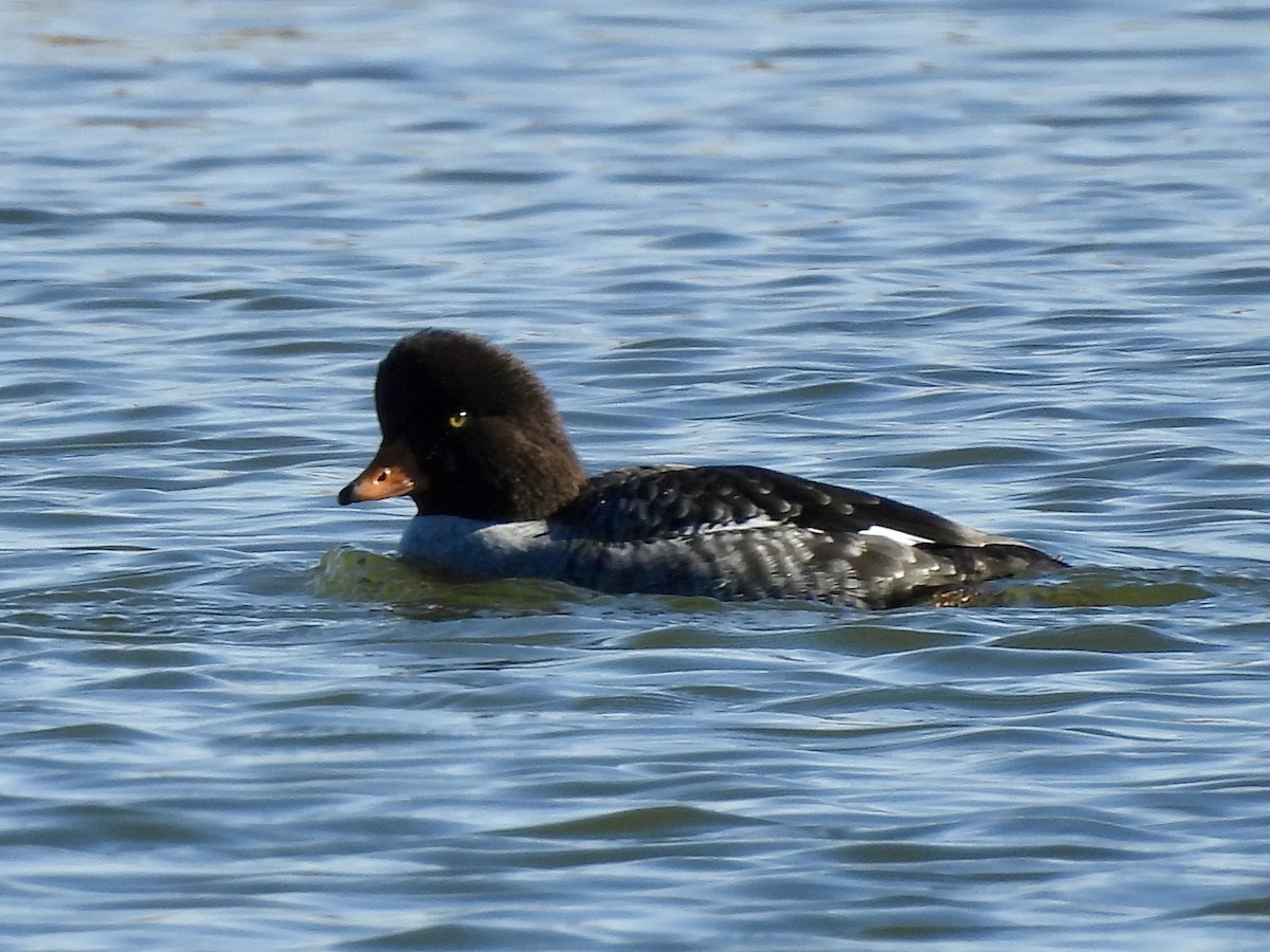 Barrow's Goldeneye - ML640862116