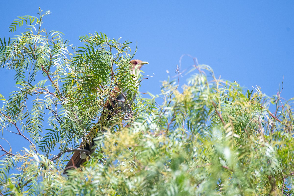 Common Squirrel-Cuckoo - ML640862134