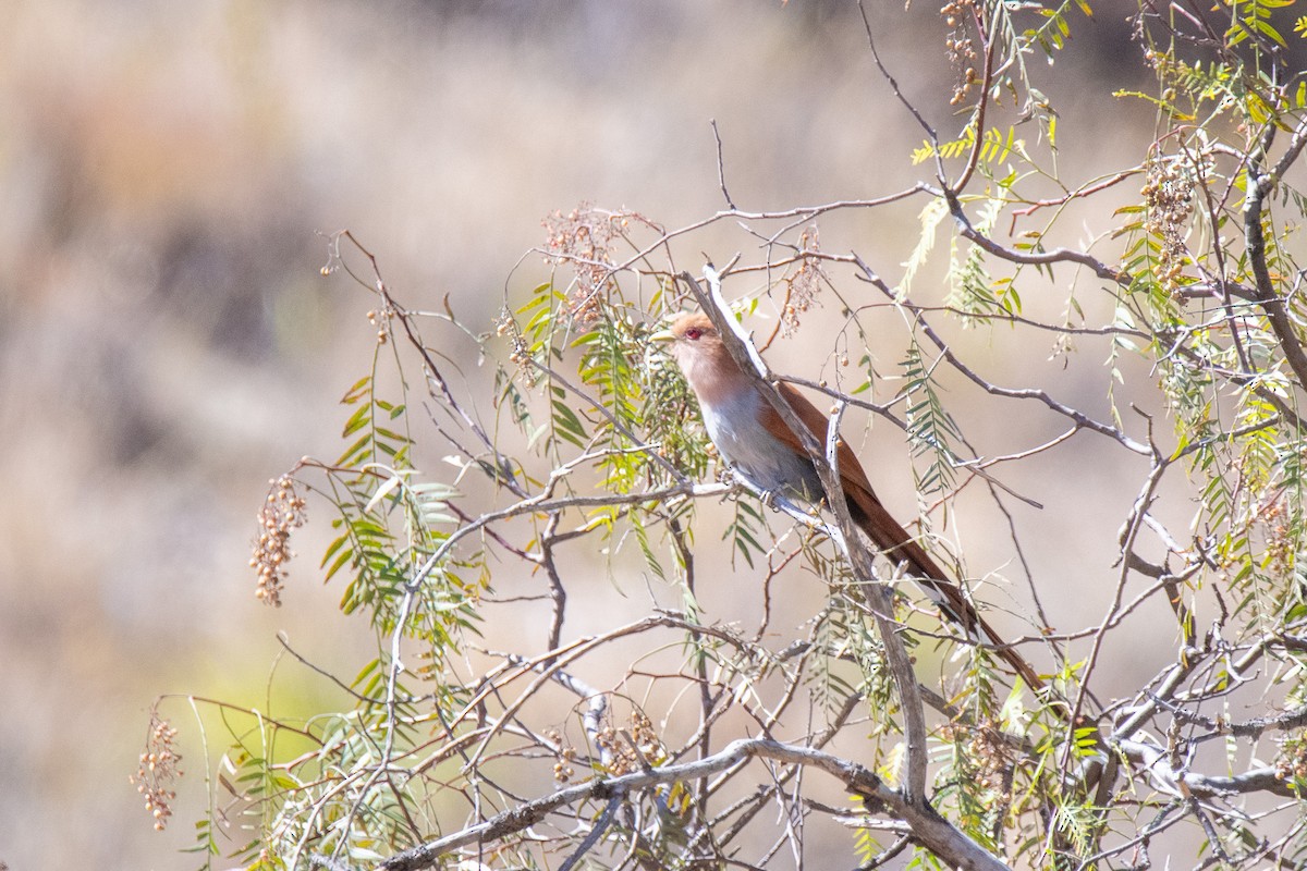 Common Squirrel-Cuckoo - ML640862137