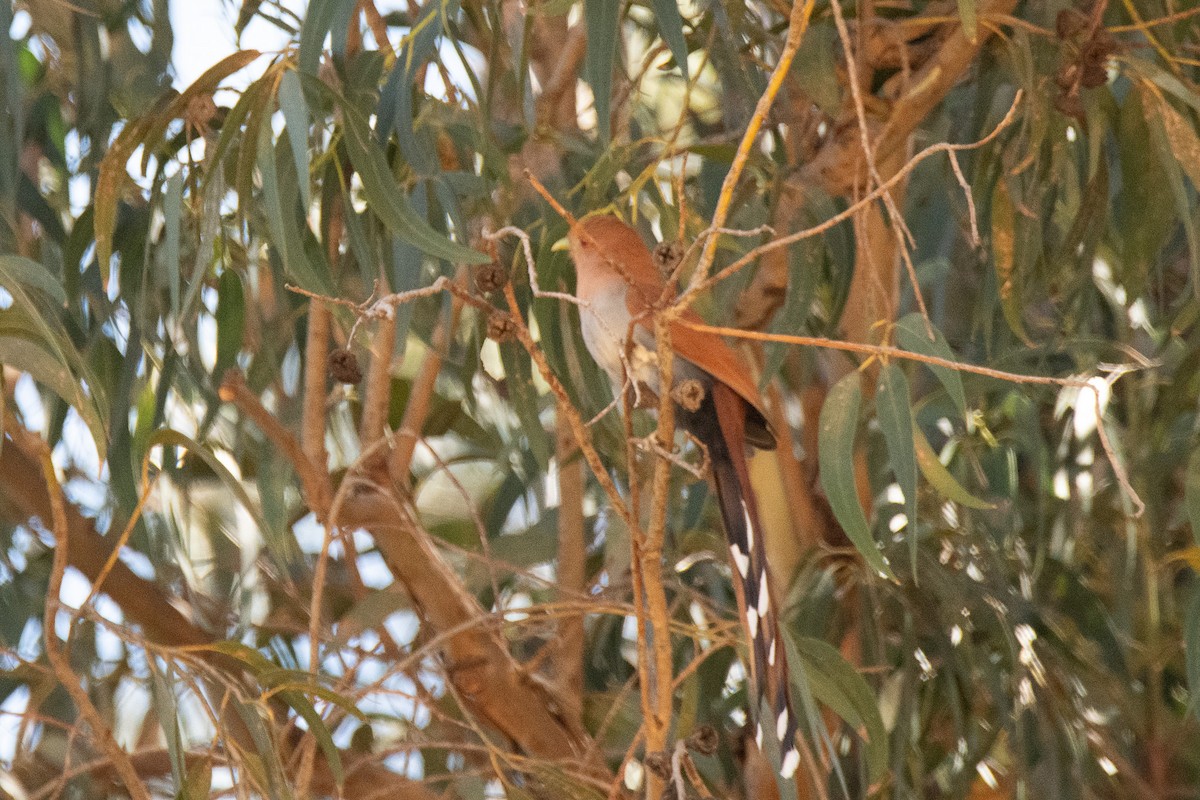 Common Squirrel-Cuckoo - ML640862146
