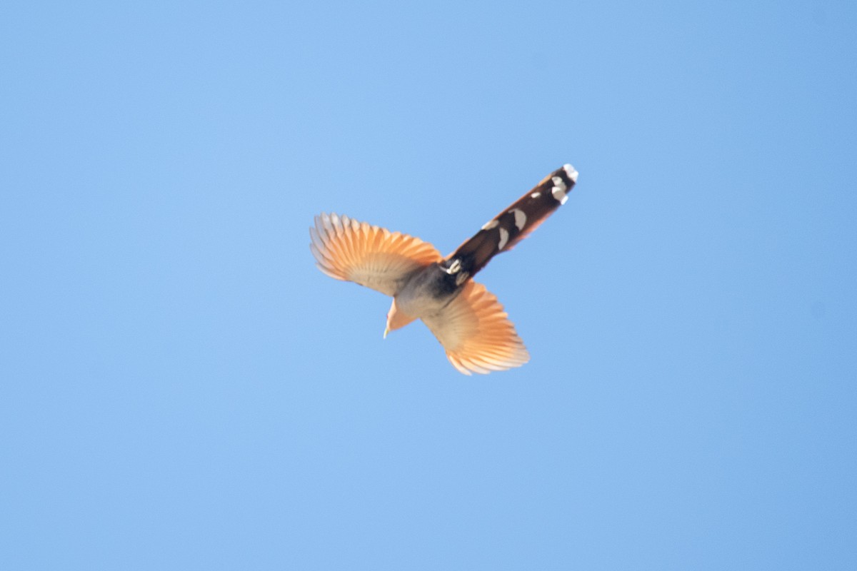 Common Squirrel-Cuckoo - ML640862147