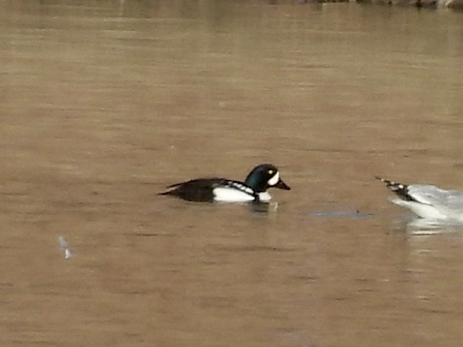 Barrow's Goldeneye - ML640862193