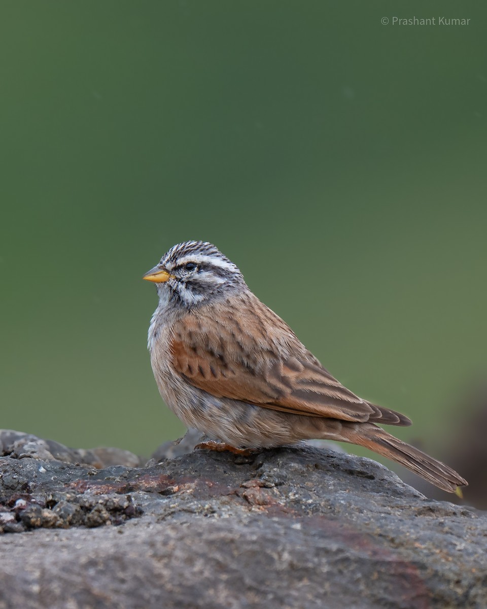 Striolated Bunting - ML640862200