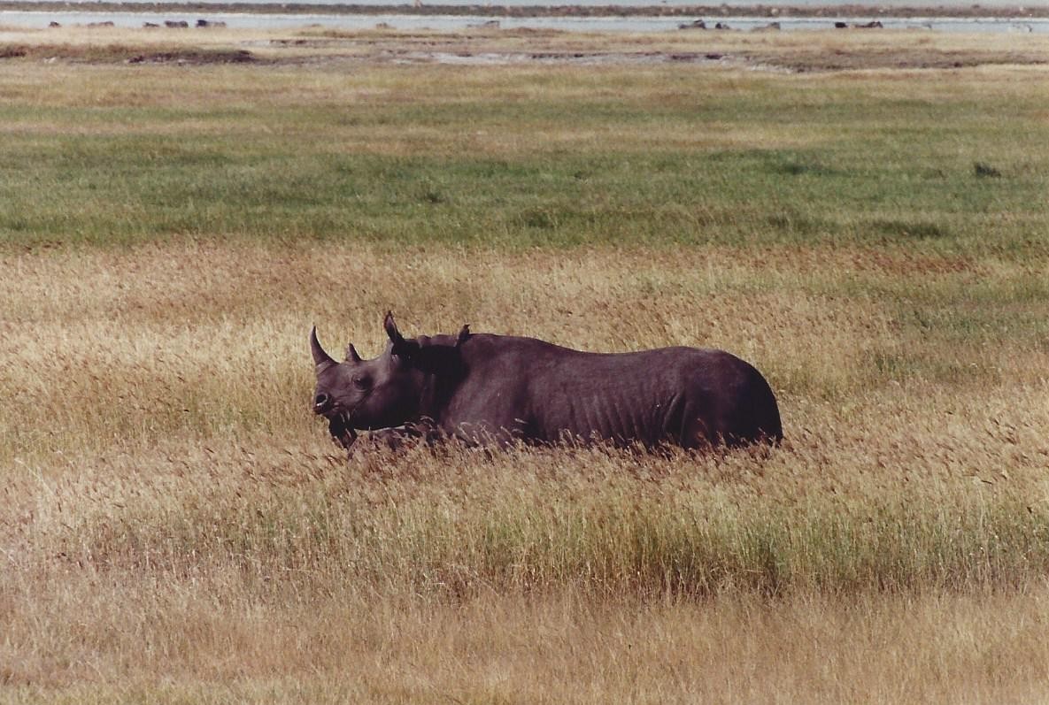 Red-billed/Yellow-billed Oxpecker - ML640862217