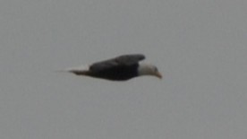 Bald Eagle - ML640862226