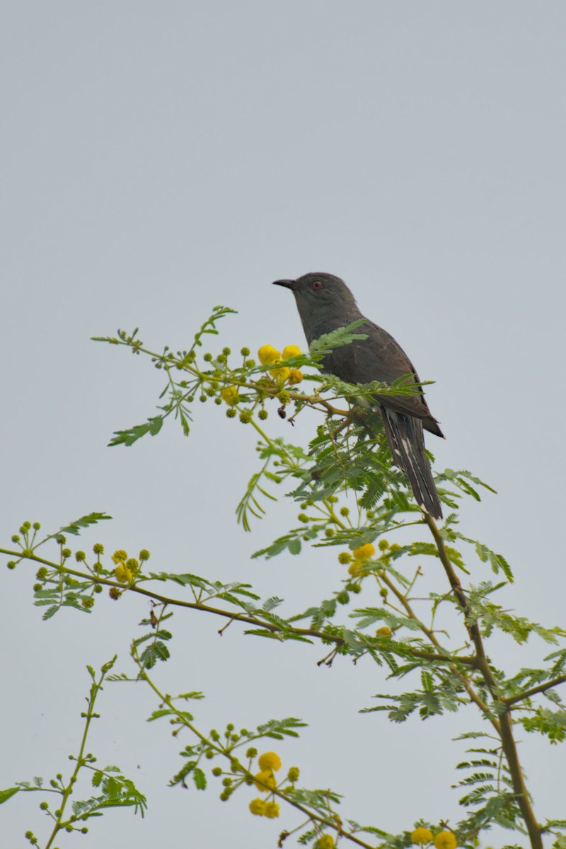 Graubauchkuckuck - ML640862233
