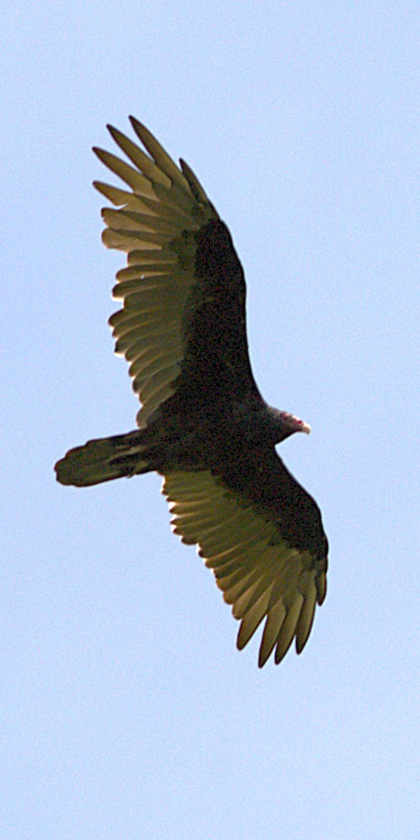 Turkey Vulture - ML640862236