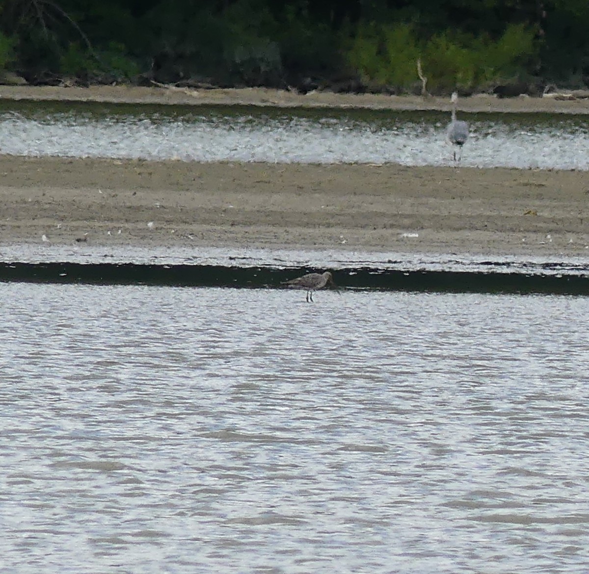 Hudsonian Godwit - ML640862274