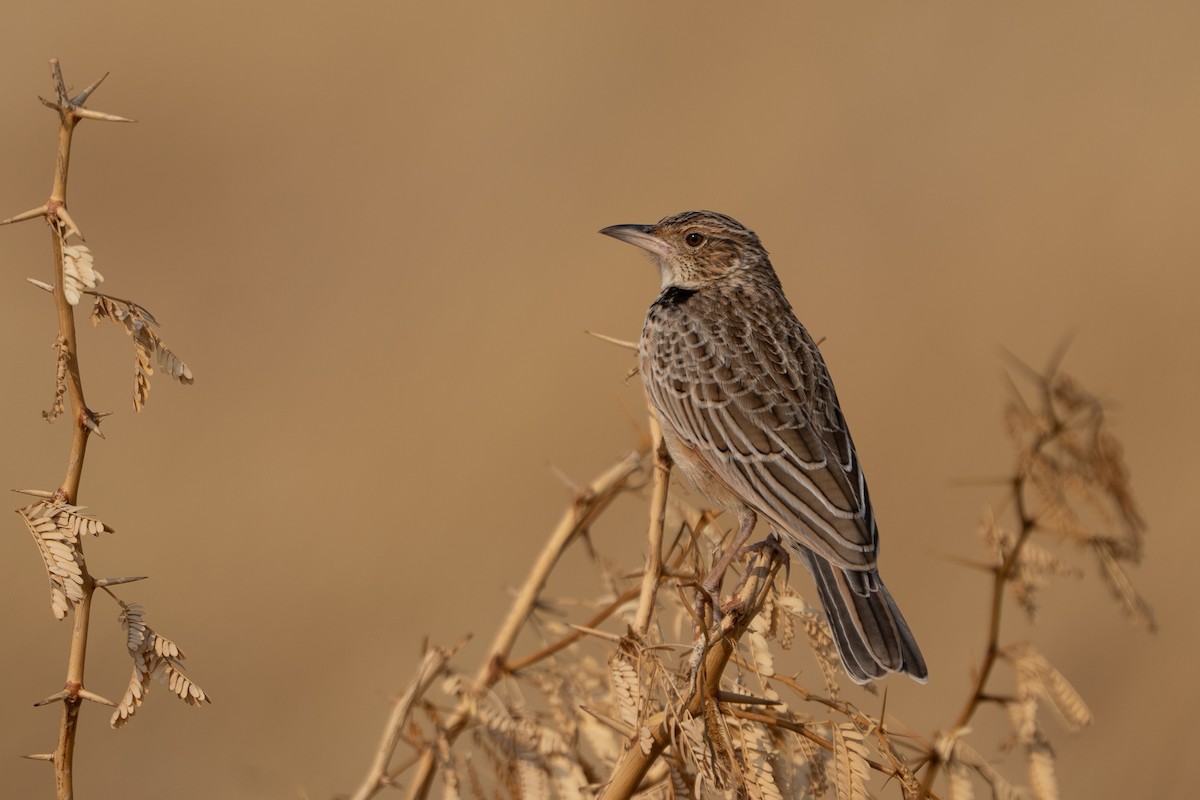 Red-winged Lark - ML640862321