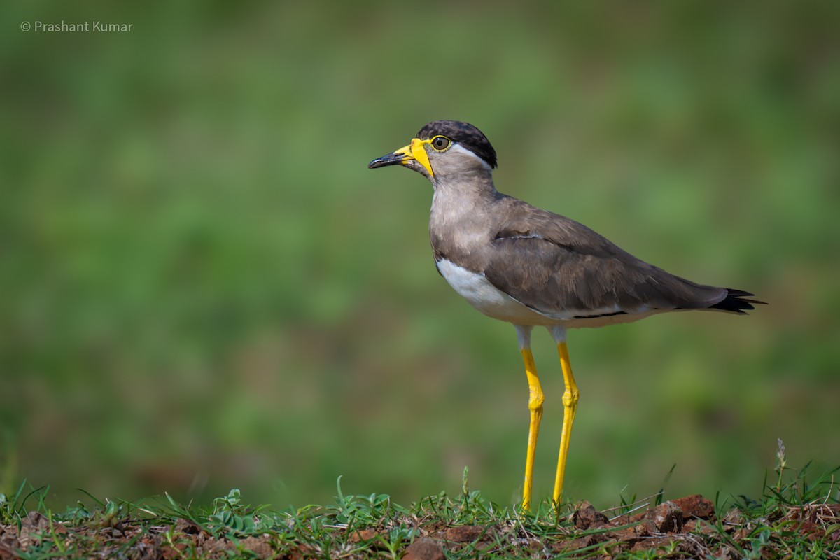 Yellow-wattled Lapwing - ML640862324