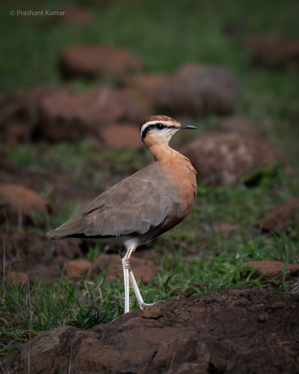 Indian Courser - ML640862329