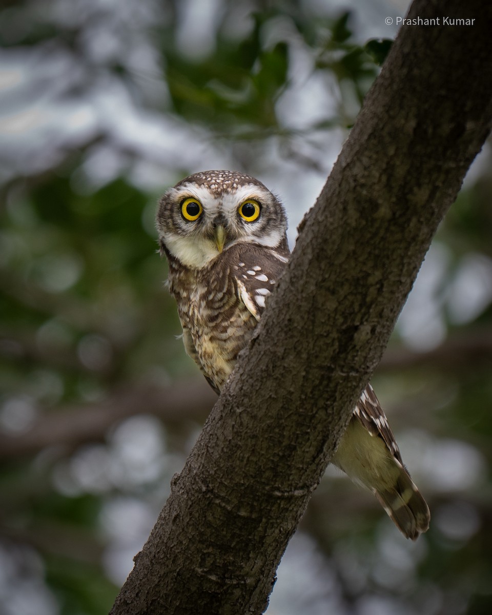 Spotted Owlet - ML640862344