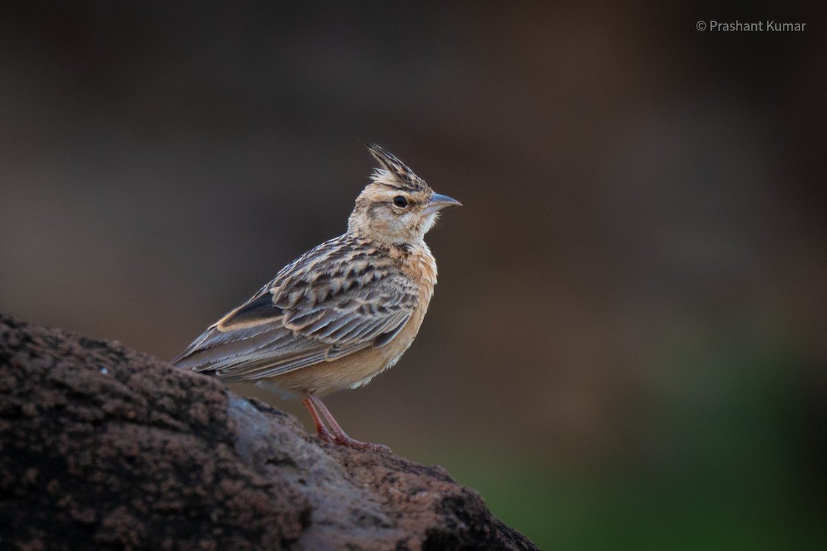 Tawny Lark - ML640862349