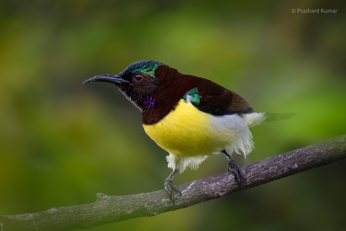 Purple-rumped Sunbird - ML640862356