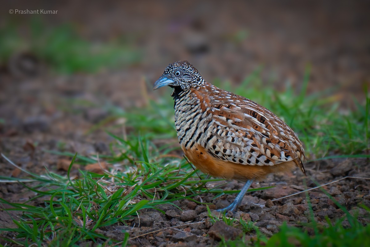 Barred Buttonquail - ML640862397