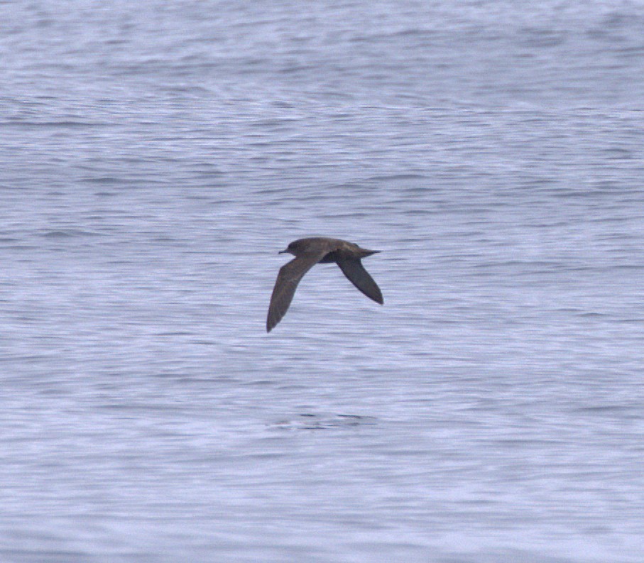 Puffin à bec grêle - ML640862423