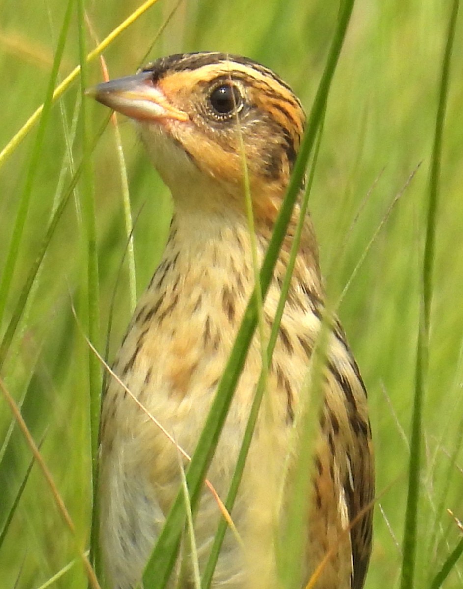 Saltmarsh Sparrow - ML640862426