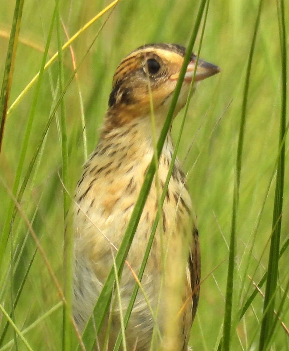 Saltmarsh Sparrow - ML640862427