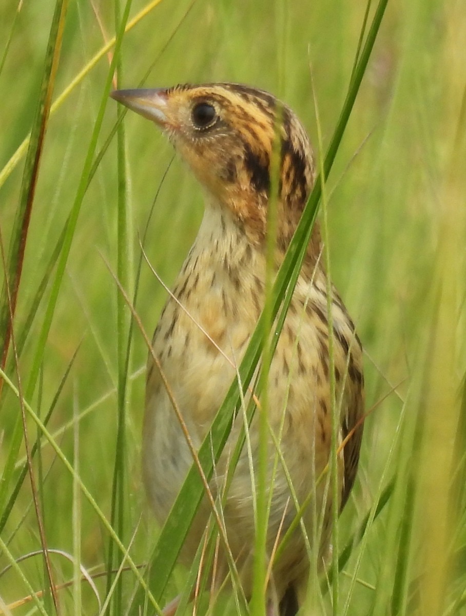 Saltmarsh Sparrow - ML640862428