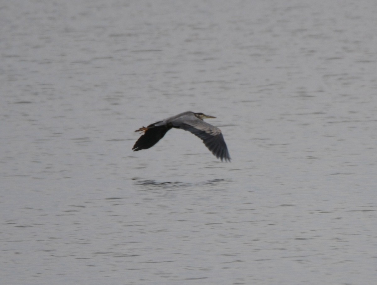 Great Blue Heron - ML640862432