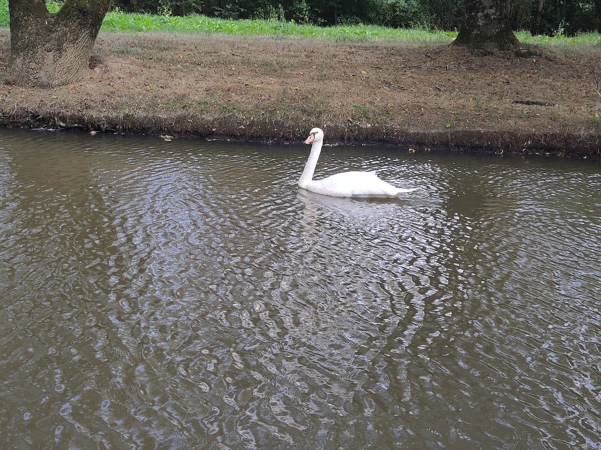 Mute Swan - ML640862468