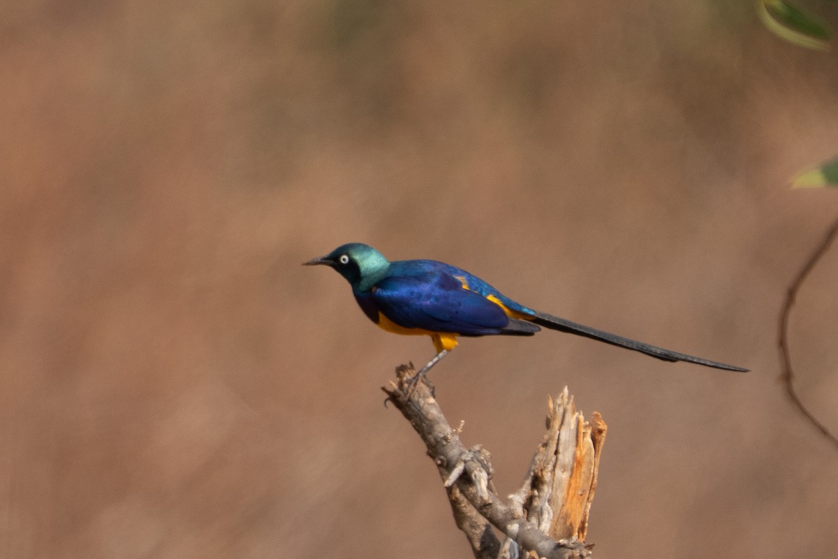 Golden-breasted Starling - ML640862501
