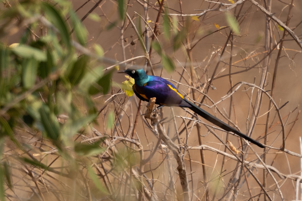 Golden-breasted Starling - ML640862502