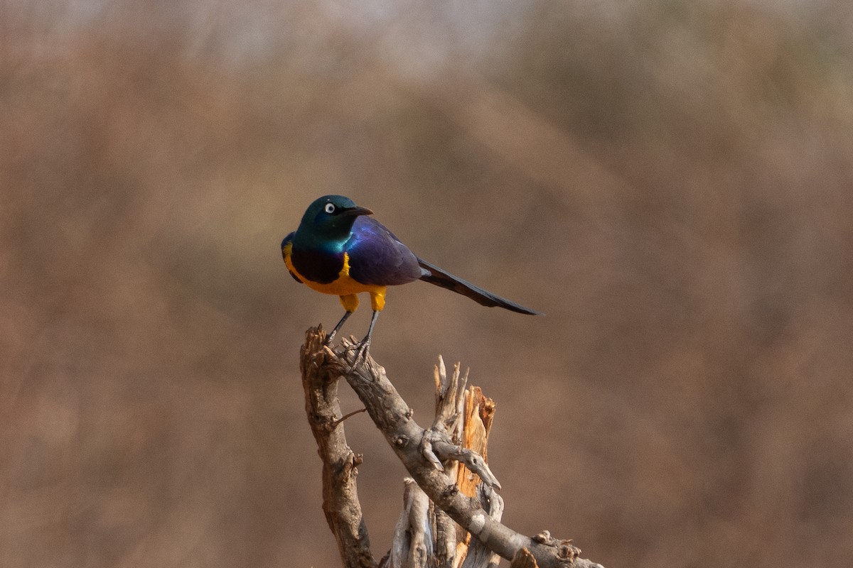 Golden-breasted Starling - ML640862503