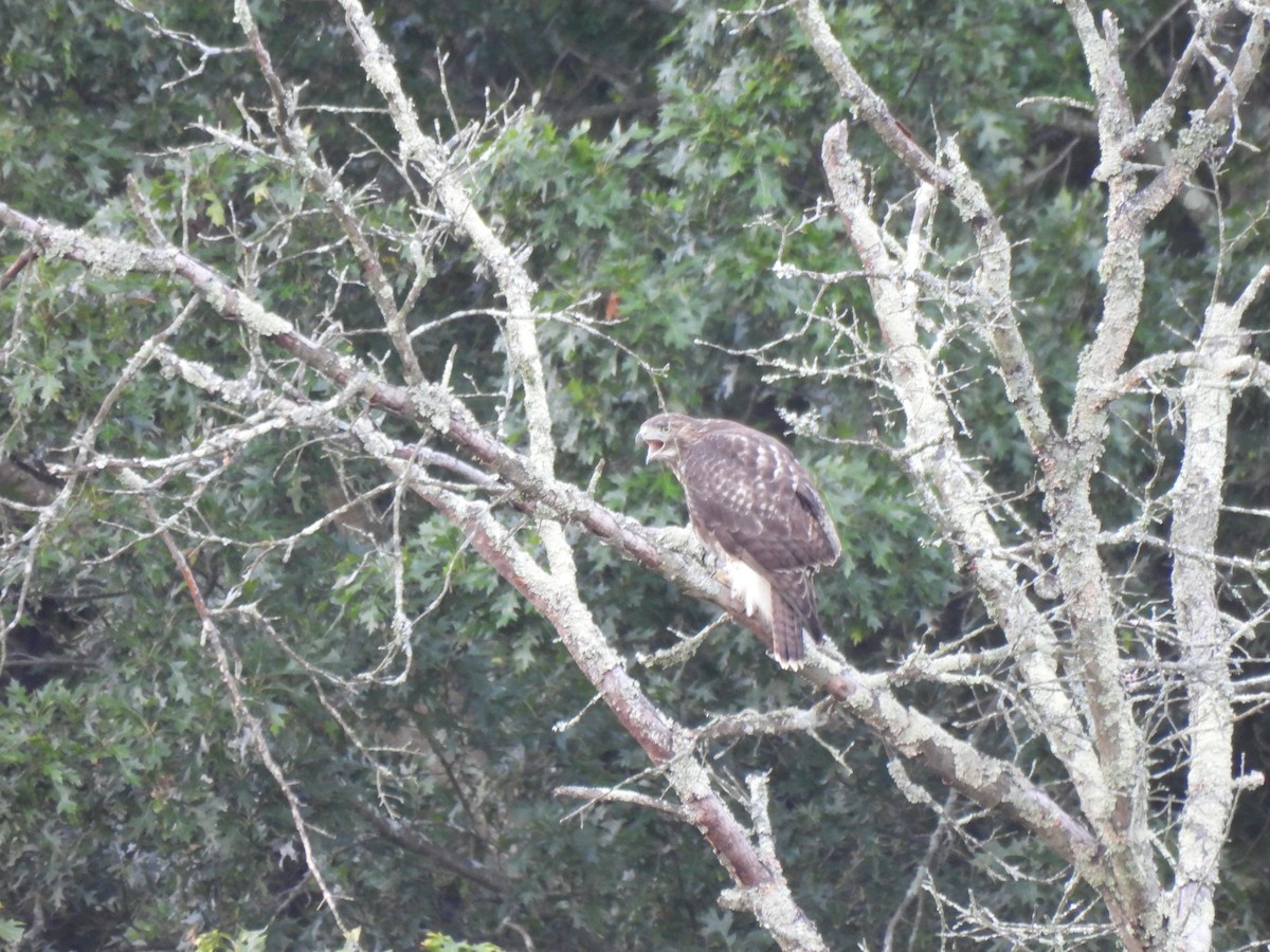 Red-tailed Hawk - ML640862527