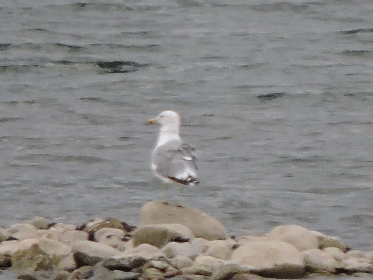 California Gull - ML640862531