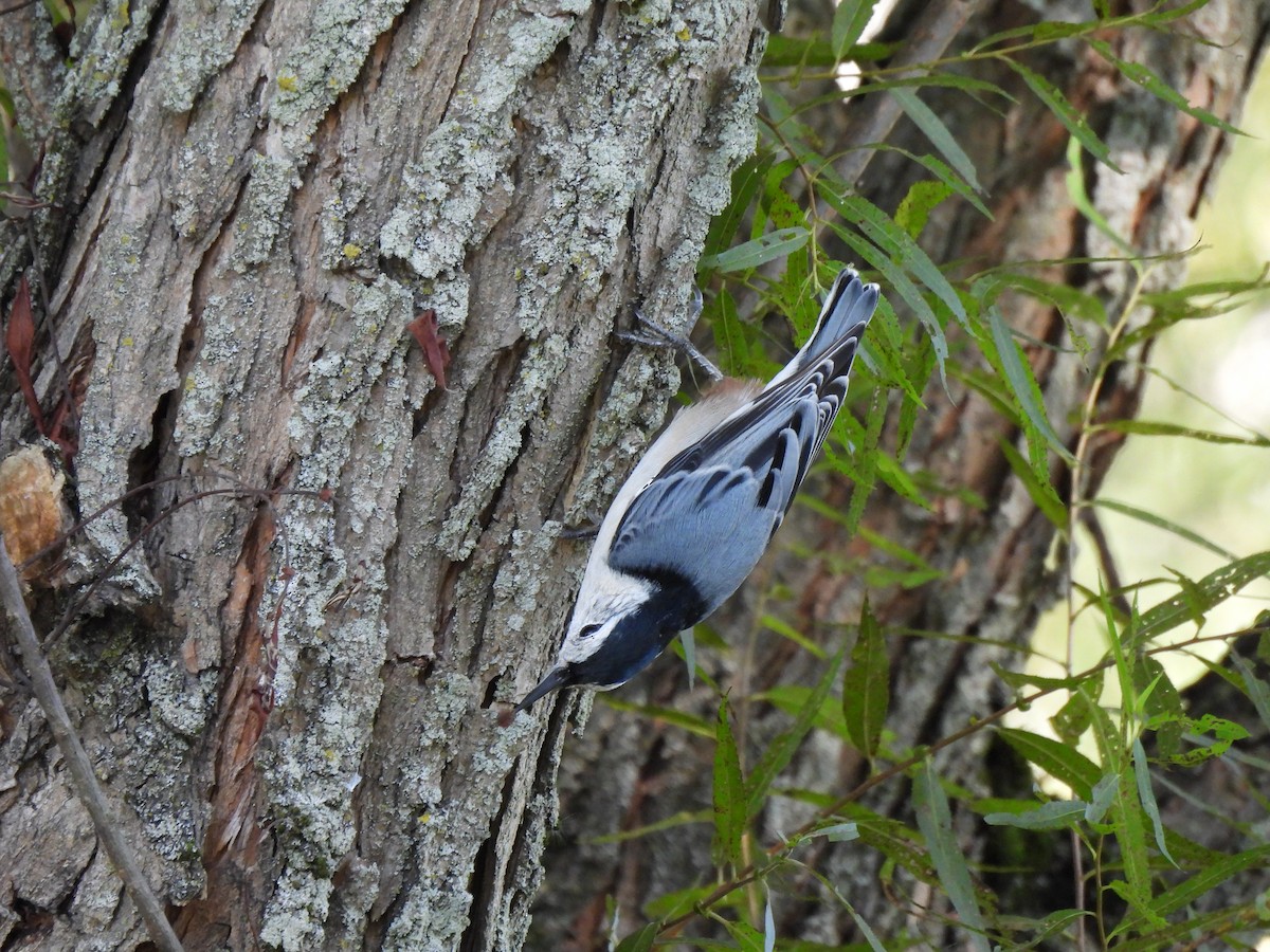 White-breasted Nuthatch - ML640862532