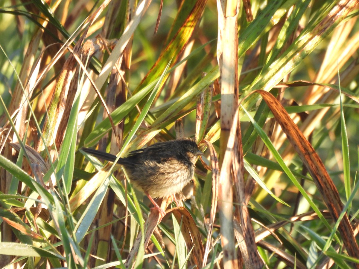 Swamp Sparrow - ML640862543