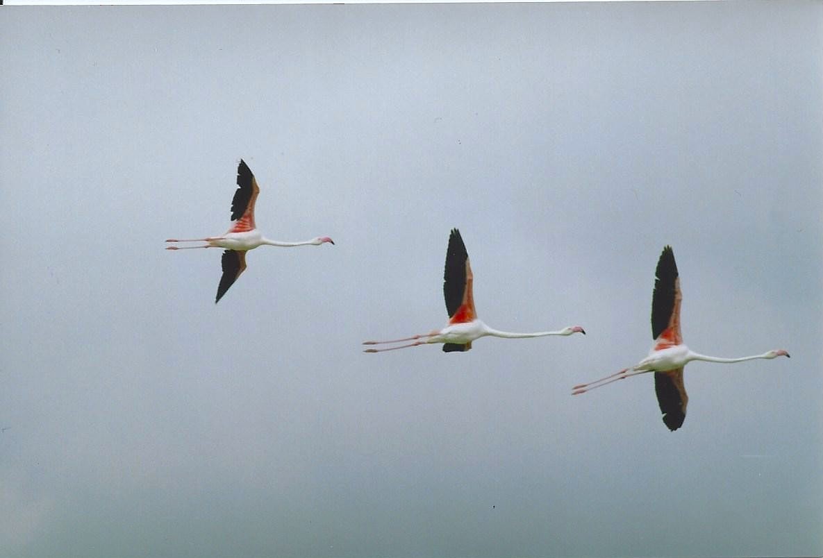 Greater Flamingo - ML640862562
