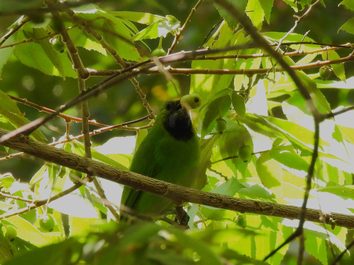 Golden-fronted Leafbird - ML640862578