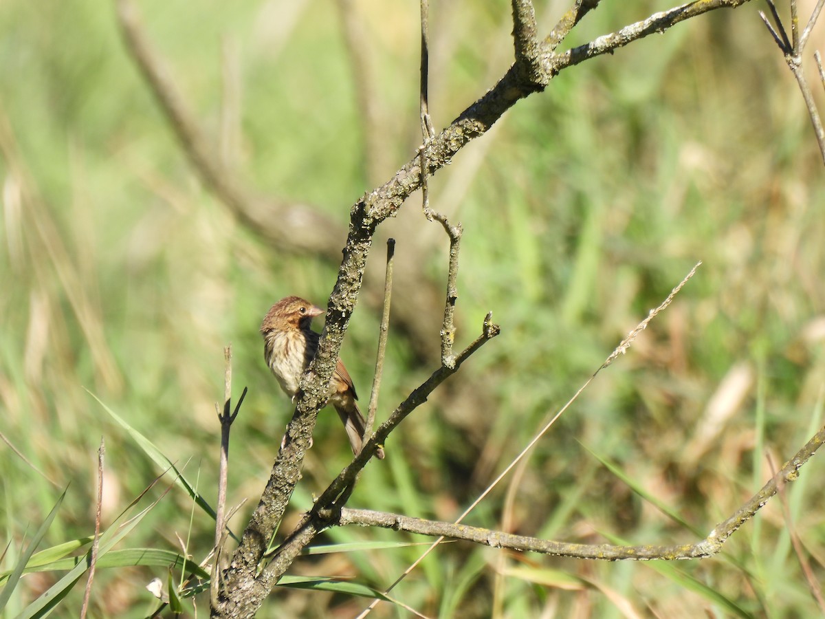 Song Sparrow - ML640862597