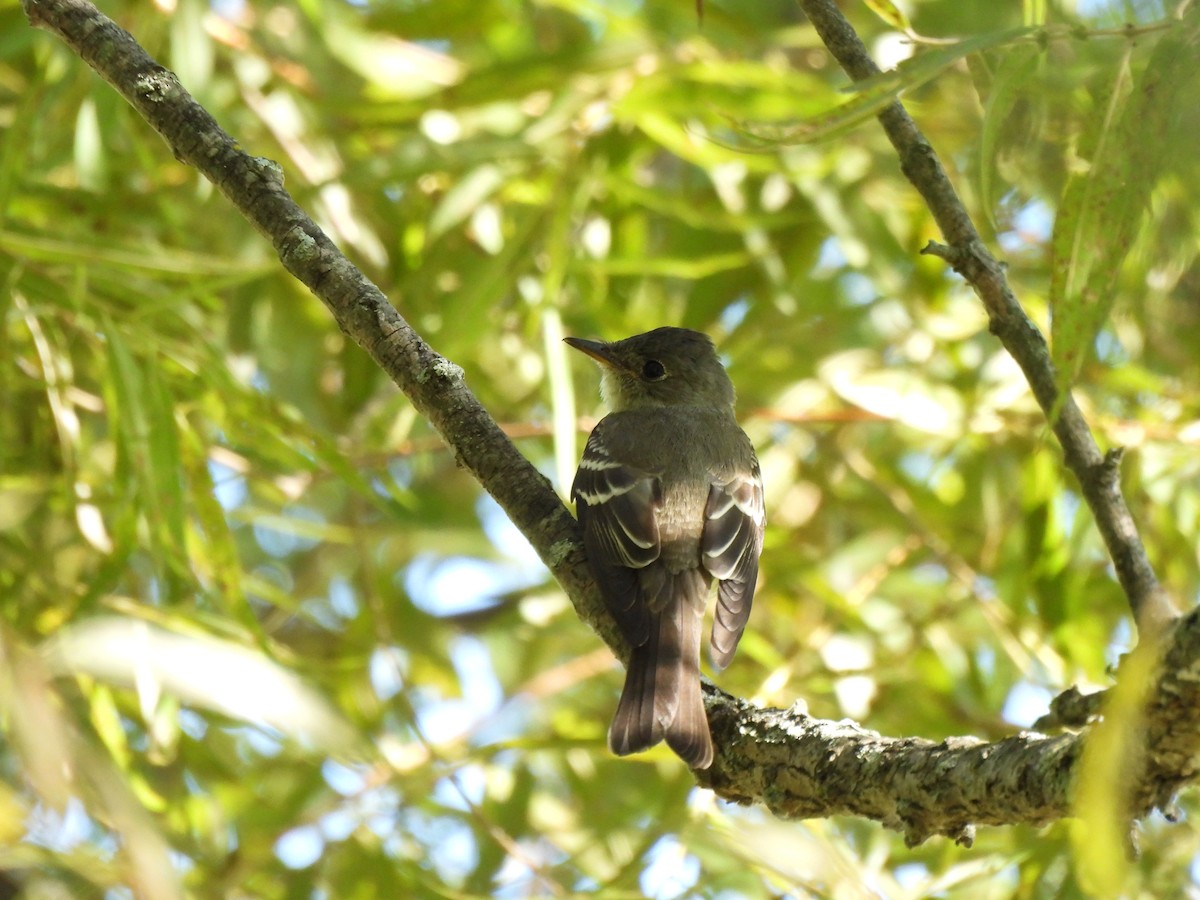 Eastern Wood-Pewee - ML640862607