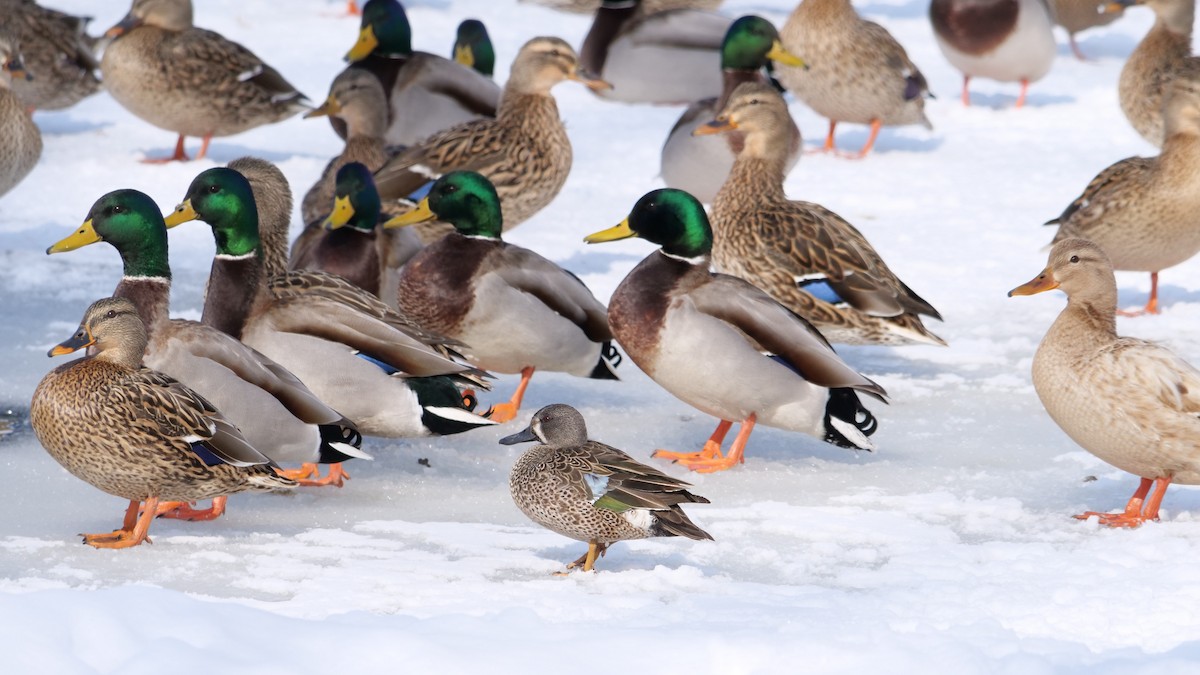 Blue-winged Teal - ML640862622