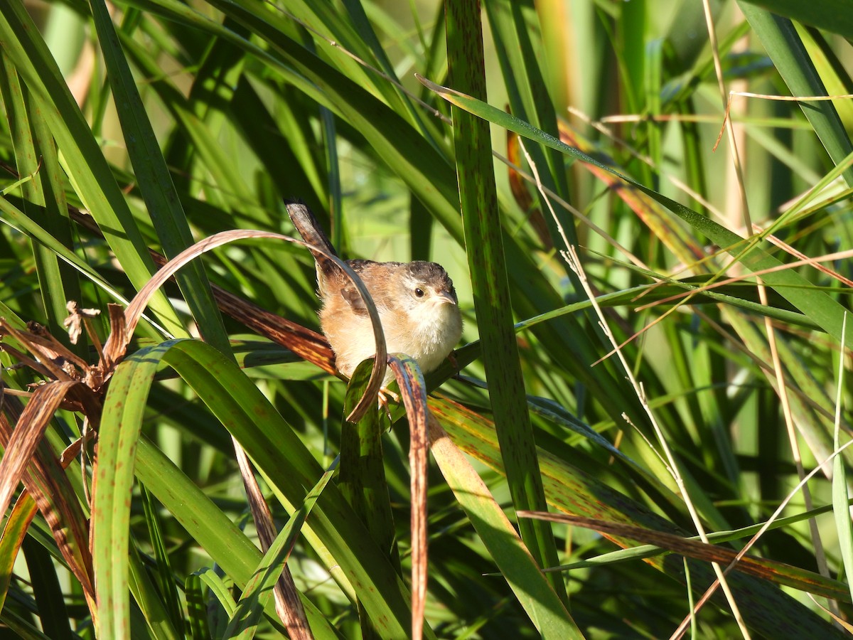 Marsh Wren - ML640862623