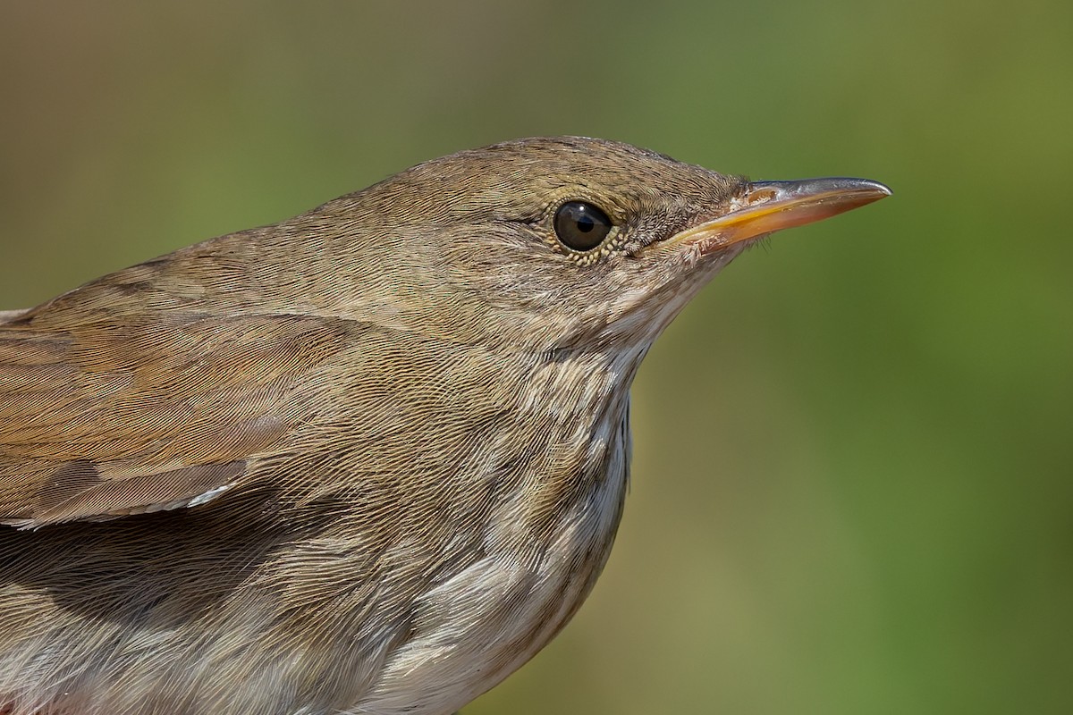 River Warbler - ML640862632