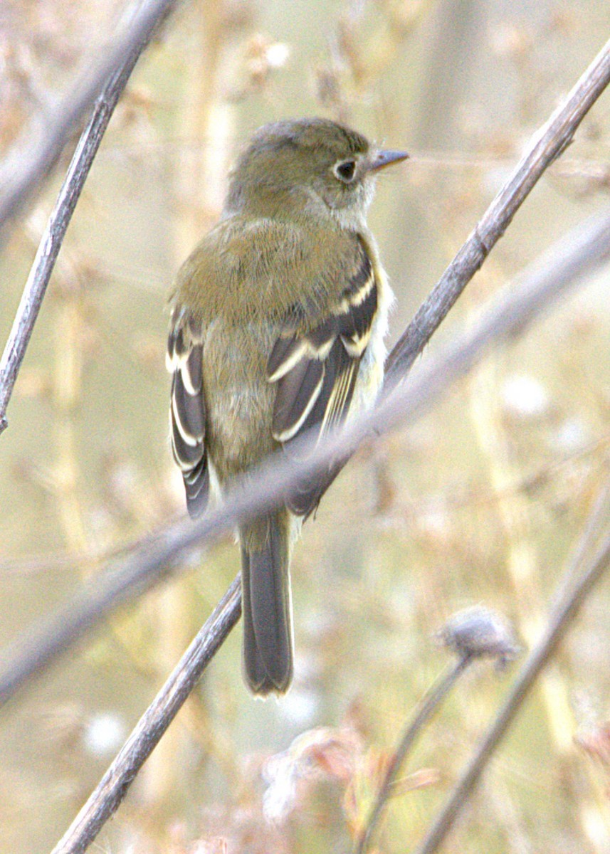 Least Flycatcher - ML640862633