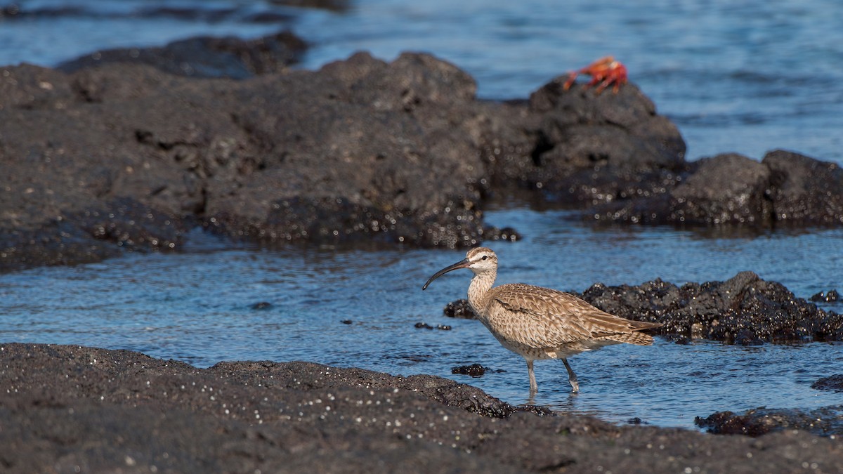 Hudsonian Whimbrel - ML640862641
