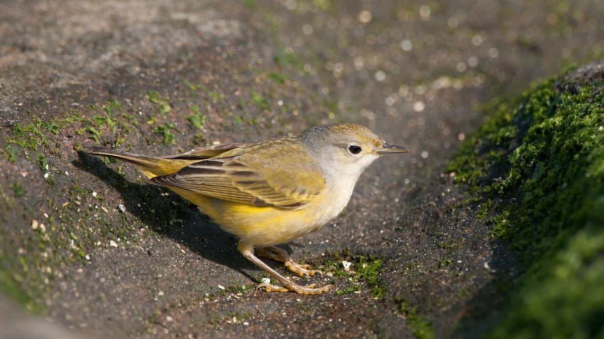 Mangrove Yellow Warbler (Galapagos) - ML640862659