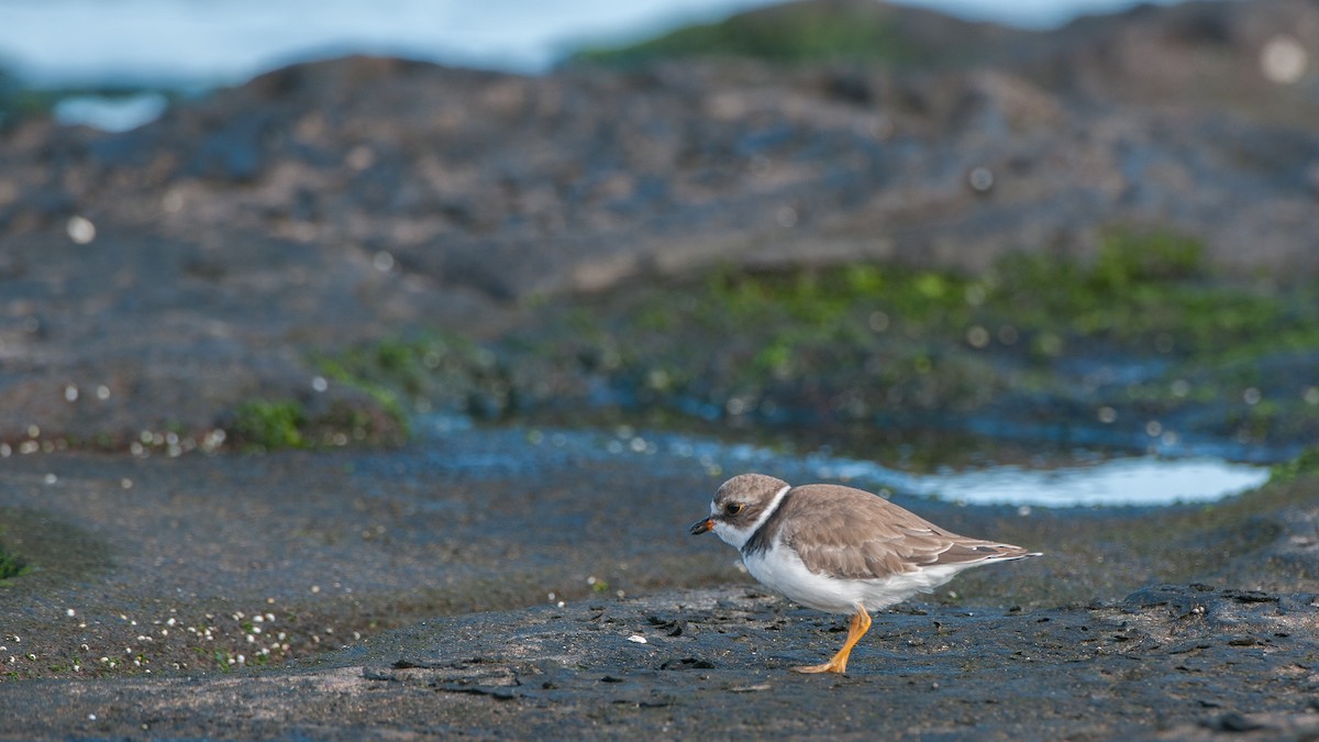 Semipalmated Plover - ML640862660